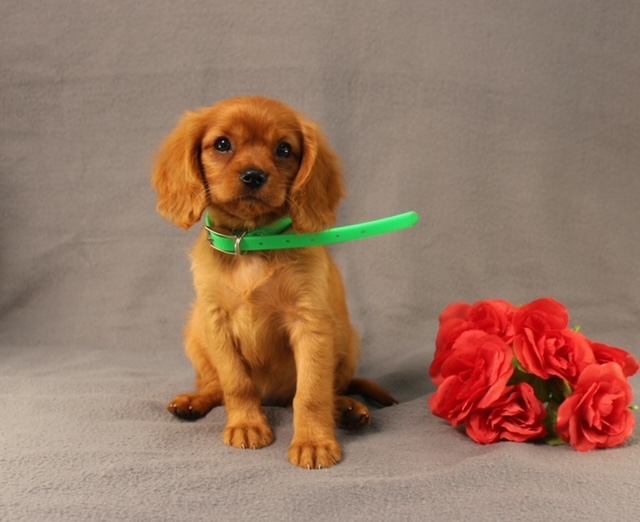 puppy, for, sale, Miniature Golden Retriever, Ivan J. Stoltzfus, dog, breeder, Dornsife, PA, dog-breeder, puppy-for-sale, forsale, nearby, find, puppyfind, locator, puppylocator, aca